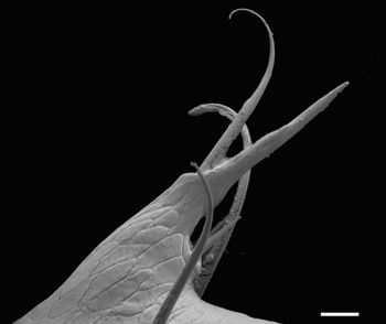 Media type: image;   Invertebrate Zoology 147385   shows cataloged_item 147385